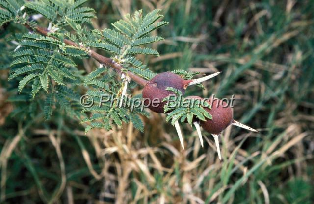 kenya 64.JPG - Acacia siffleurWhistling thornAcacia drepanolobiumRéserve de Masai MaraMasai Mara National ReserveKenya